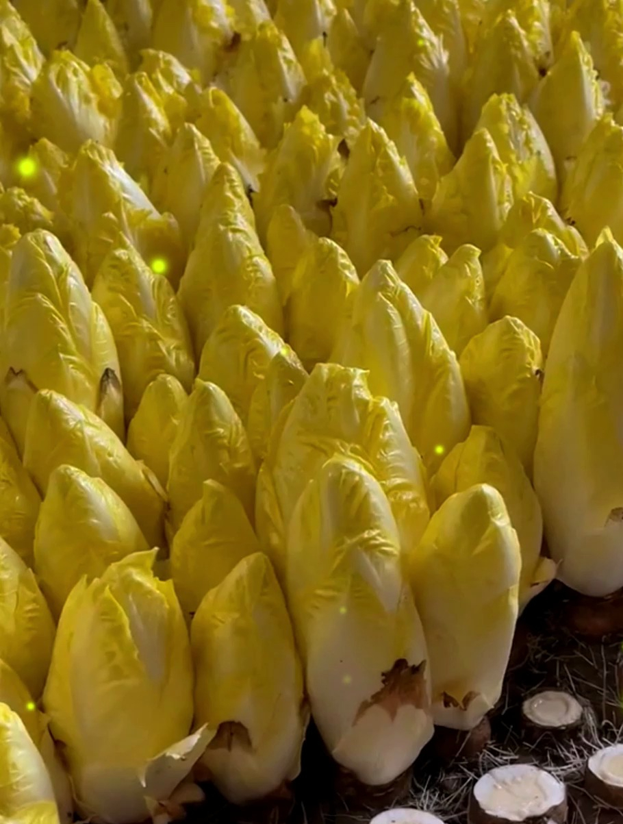 欧洲引进的“贵族菜”,长得像白菜,根才是稀罕物,农户大量种植