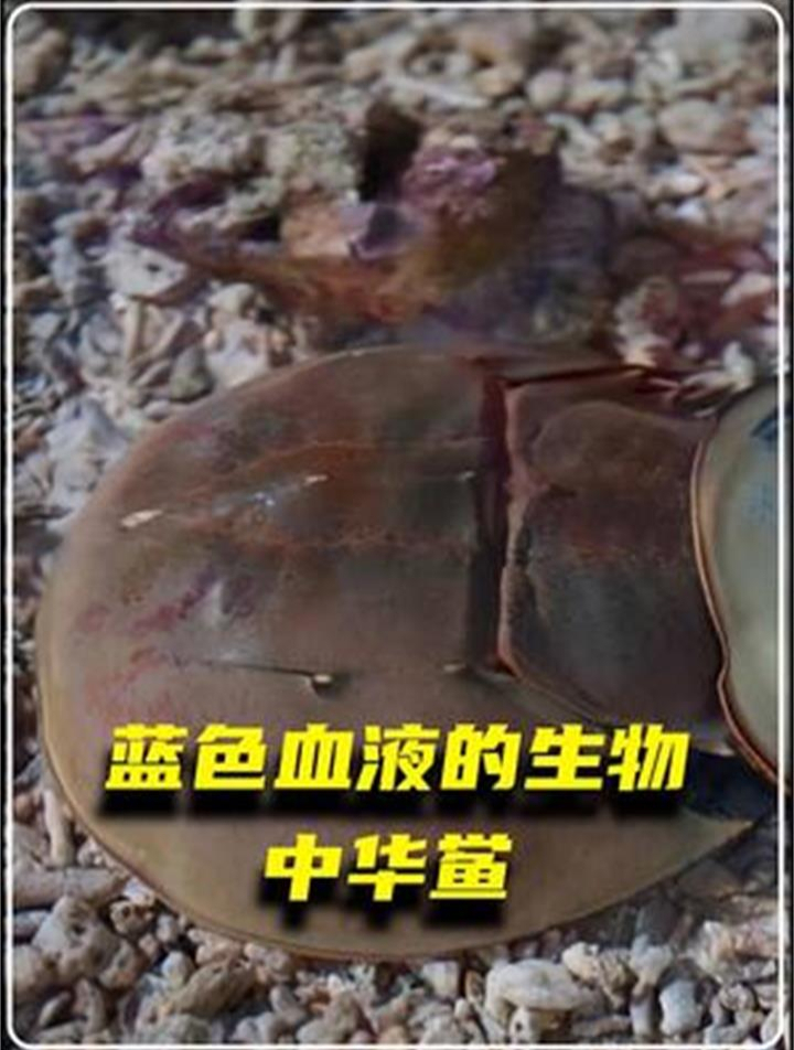 存在了近五亿年的生物中华鲎,被称为活化石,它的故事让人感动!