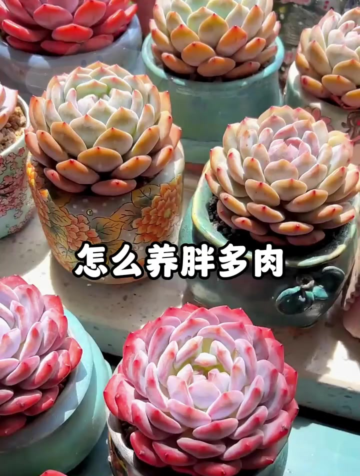 怎么养胖多肉,多肉植物养护小常识