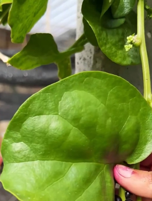 宁可不吃肉也要吃的“木耳菜”,作用厉害了,很多人却不知!