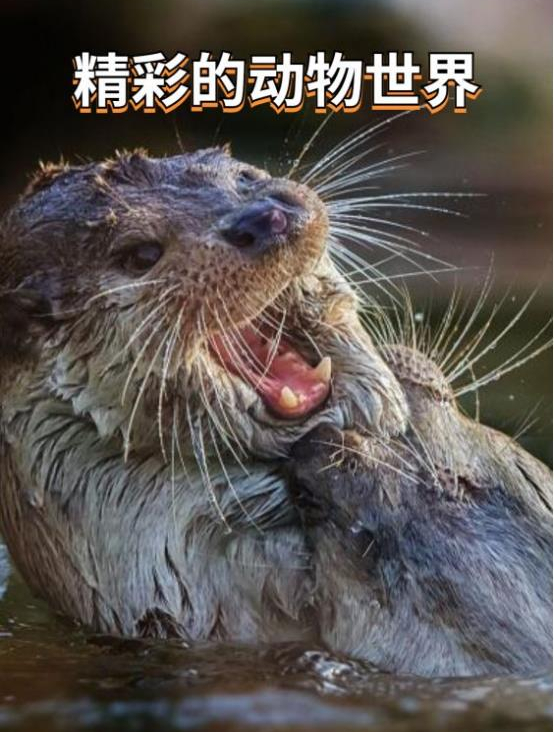 5秒吃掉鳄鱼!歌利亚虎鱼,难道才是水中霸主?1