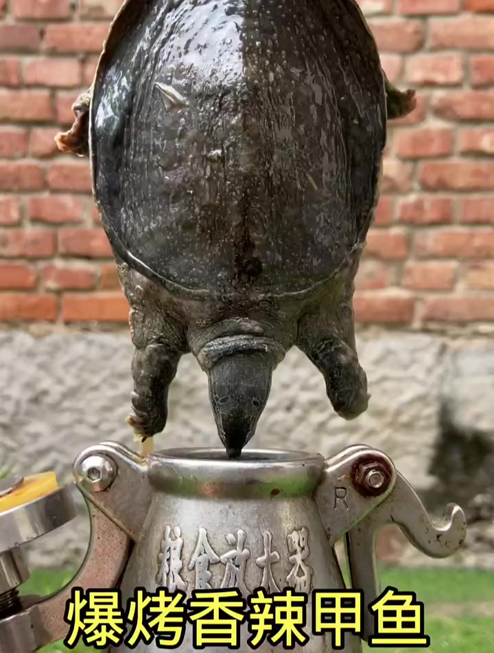 爆烤香辣甲鱼,高端的食材做法必须要有仪式感