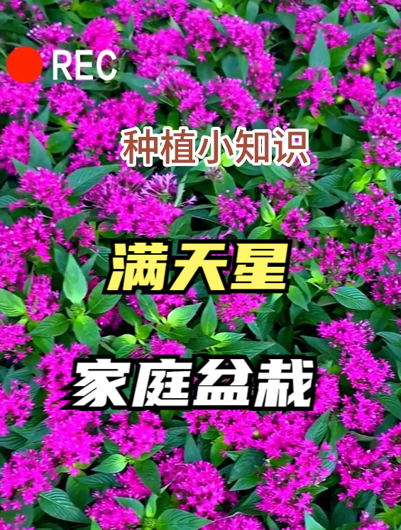 宛如繁星点点的小草花“满天星”,浇浇水就能养好,花期超长!