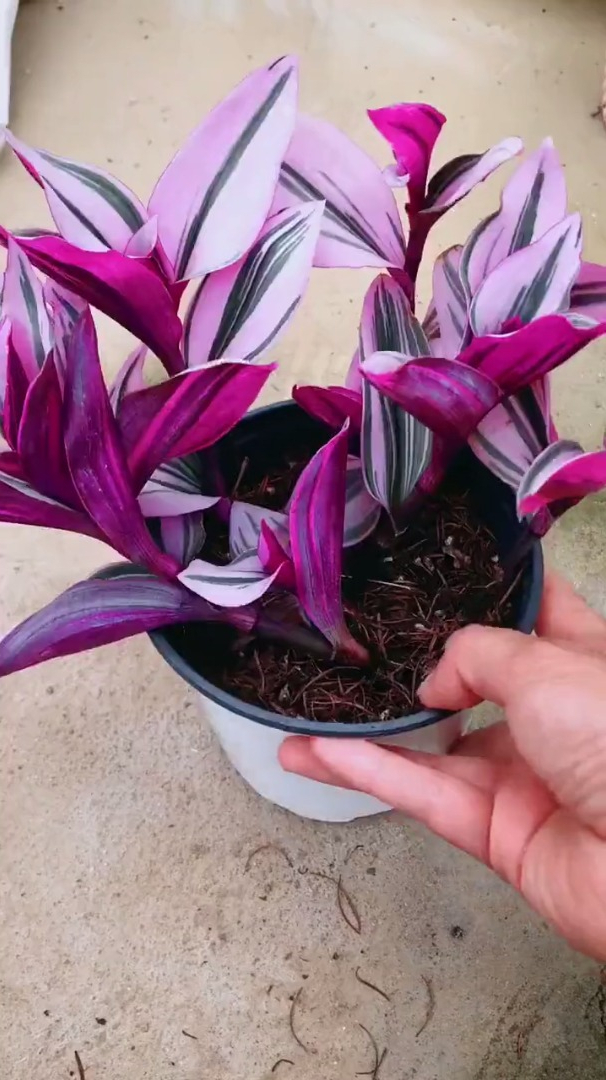 油画婚礼吊兰扦插,养花小知识,多肉植物养护