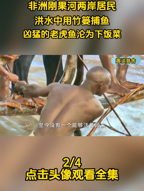 非洲刚果河两岸居民,洪水中竹篓捕鱼,凶猛的老虎鱼沦为下饭菜2