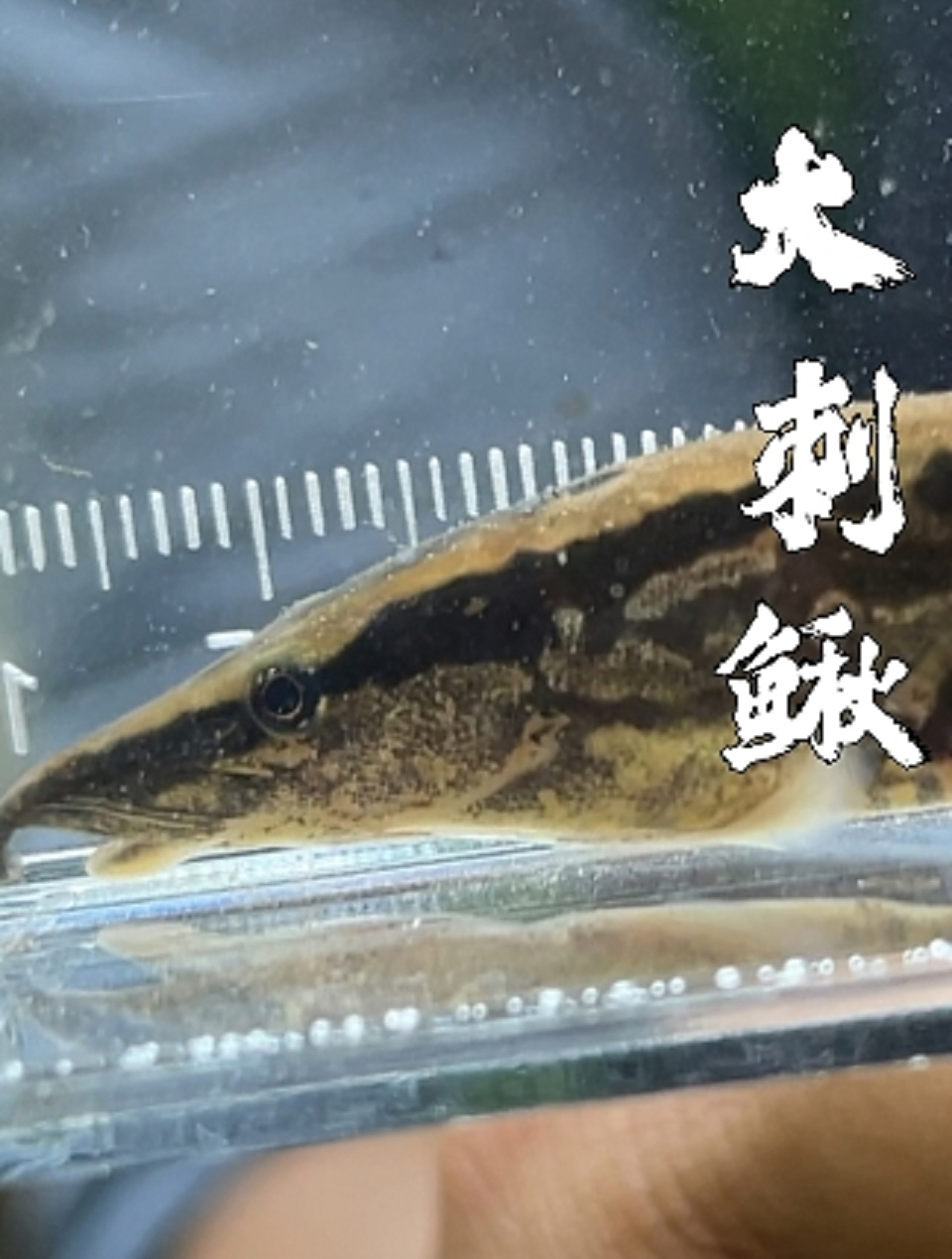 最美原生鱼——大刺鳅