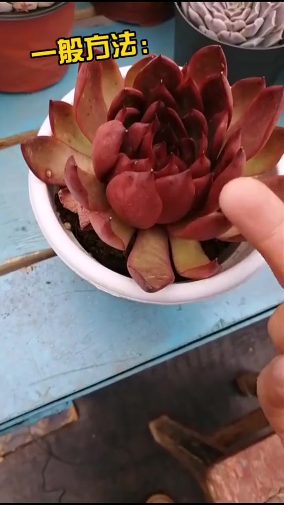 多肉怎么控养,多肉植物养护知识,控养