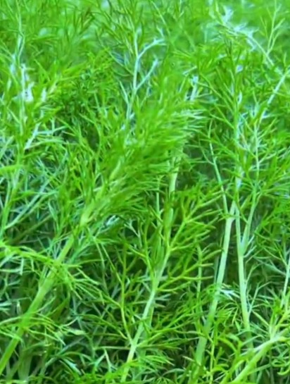 茴香不用去超市买了,在家自己种,方法简单一个月采收!