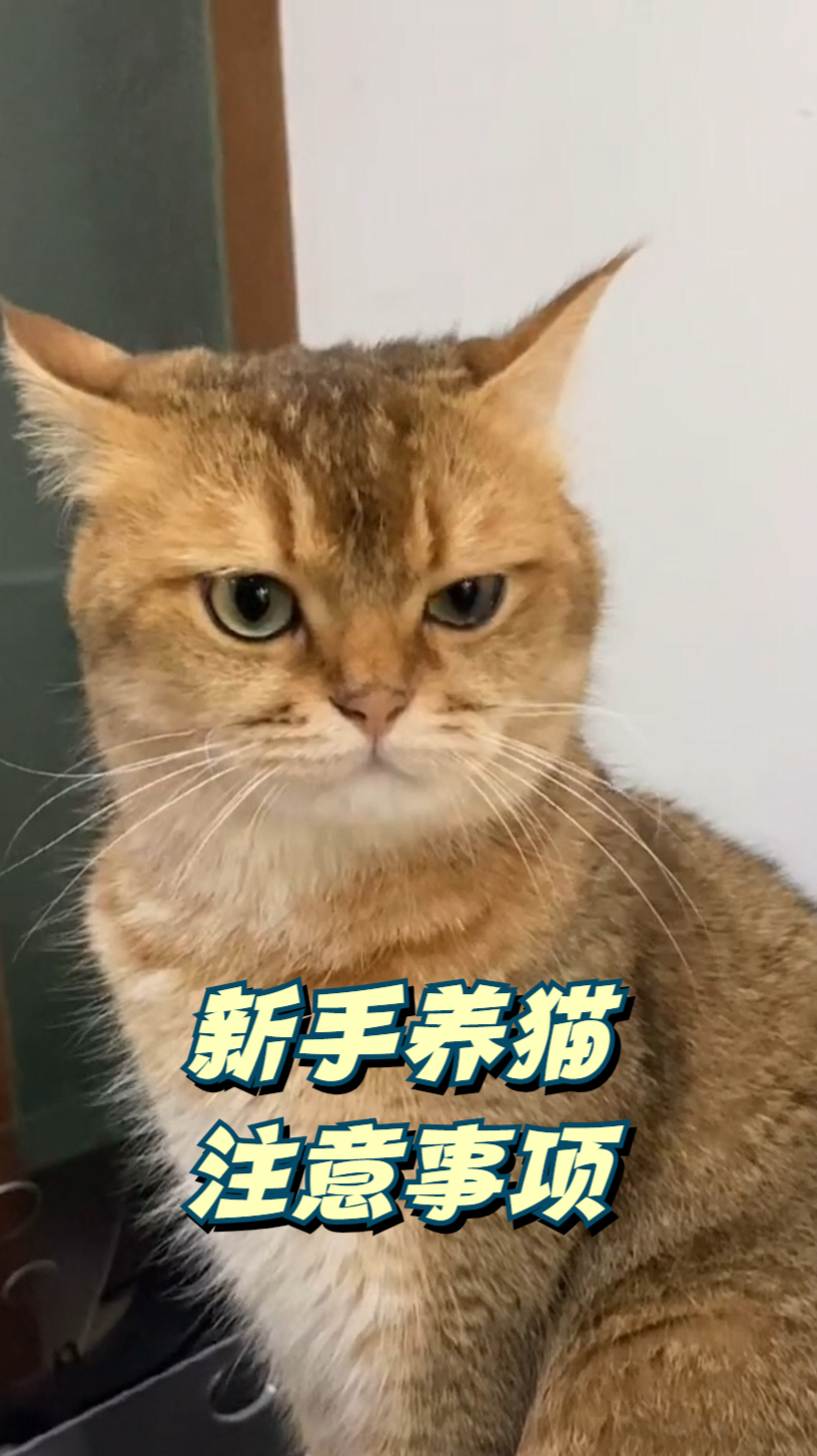 猫咪其实不能吃太多小鱼干哦记住了