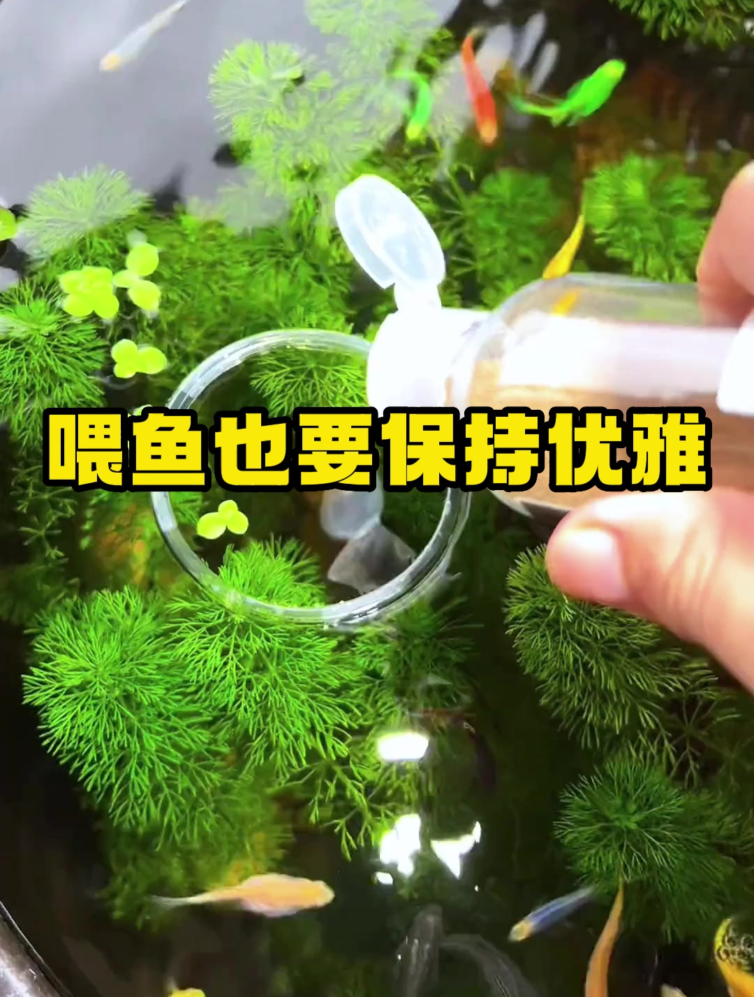 喂鱼也要保持优雅?学会这个方法就行了!