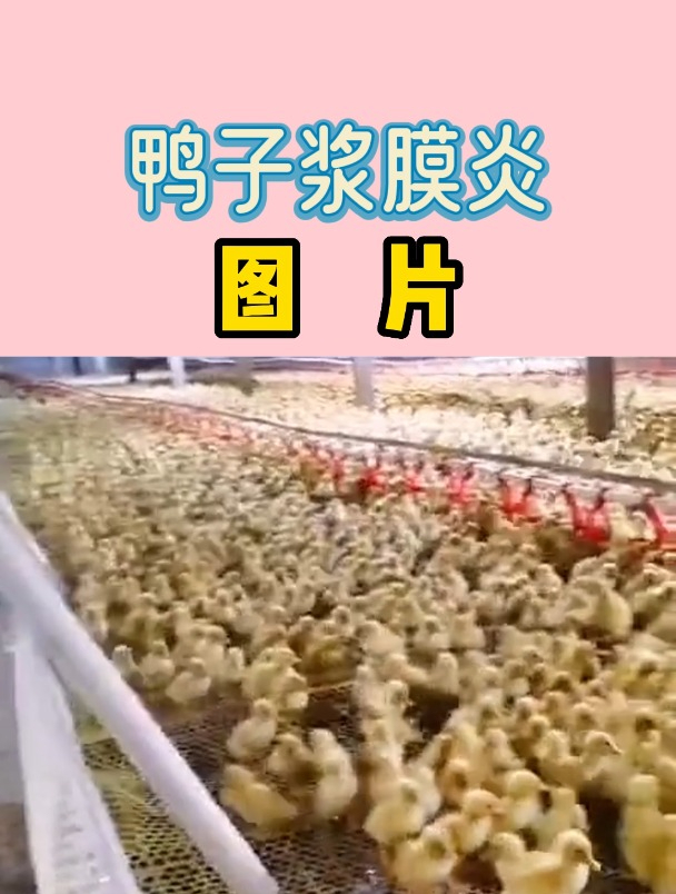 鸭子浆膜炎图片介绍
