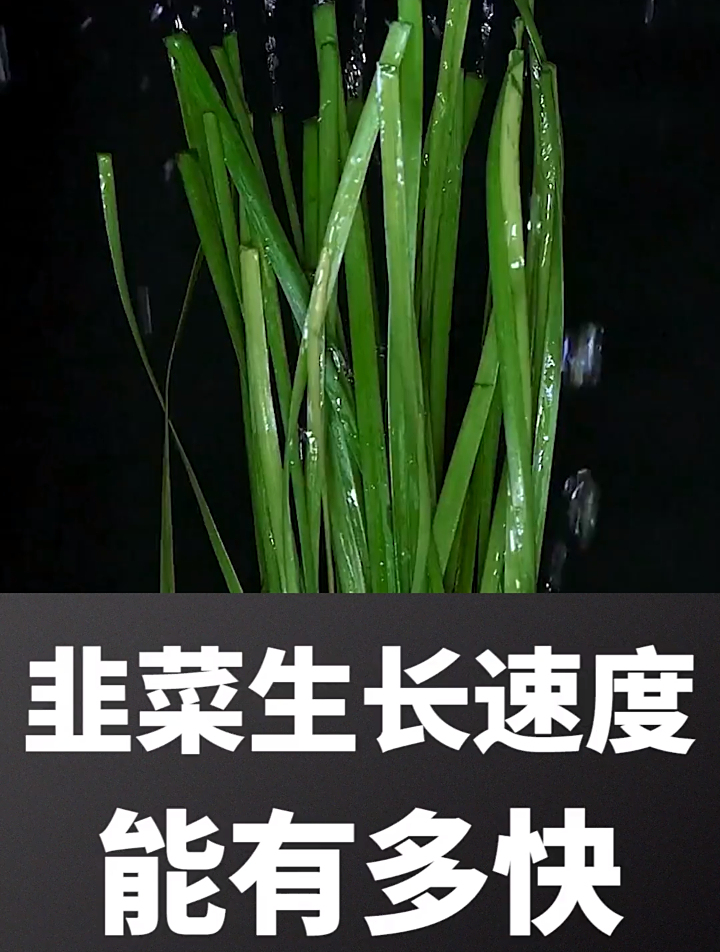 韭菜的生长速度能有多快