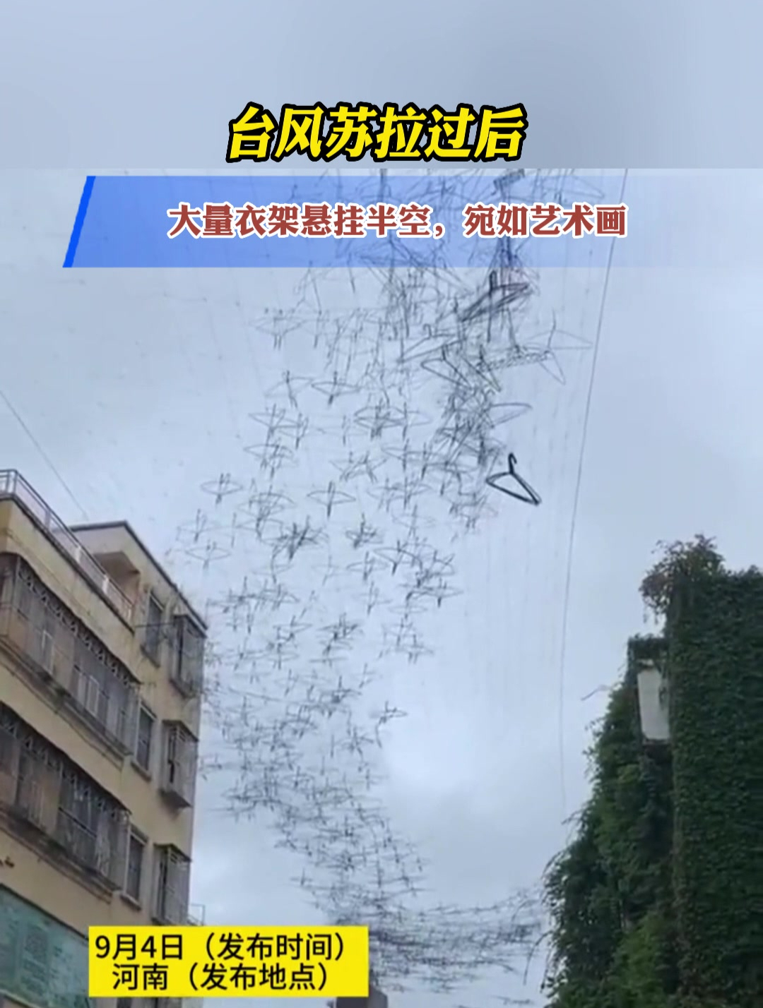 台风苏拉过后,大量衣架悬挂半空,宛如艺术画