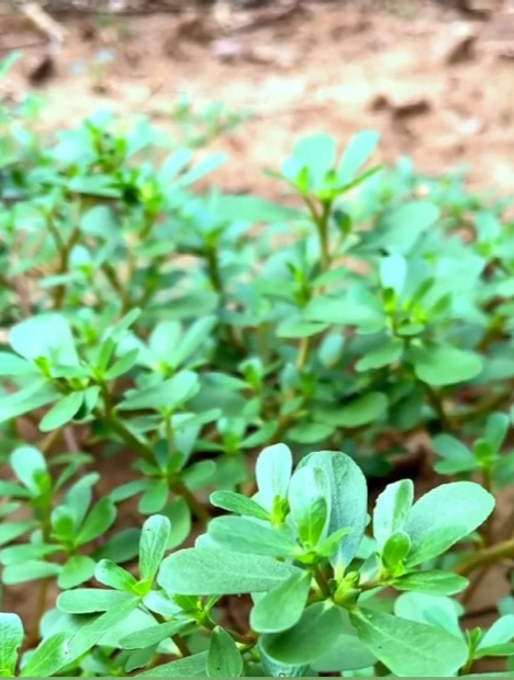 “马齿苋”真的强大,不仅仅只是蔬菜,还有这样的功效!