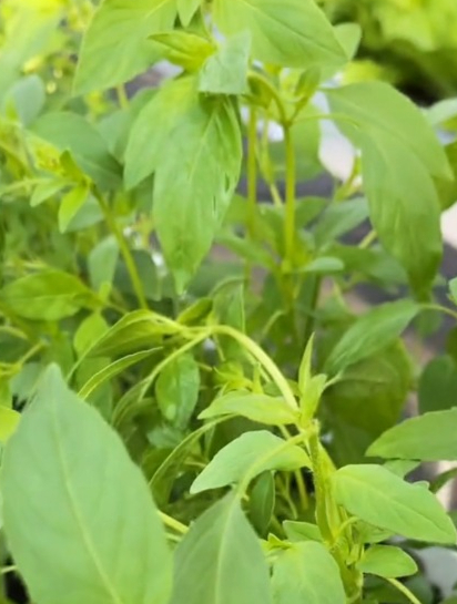 这植物叫“九层塔”,炖肉做汤什么大料都不用,放几片叶香味浓