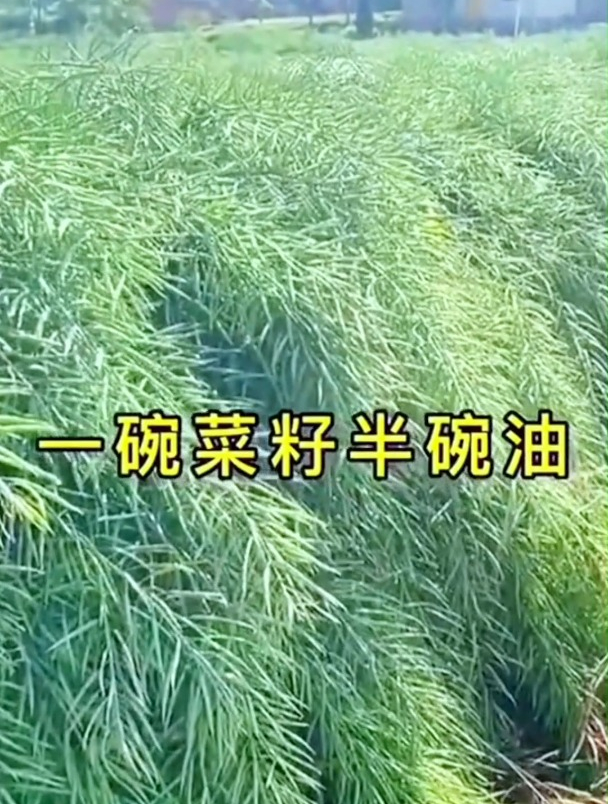 油菜籽的种植方法怎样才能种出好的油菜籽?掌握3个技巧很重要!