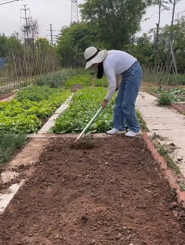 叶菜类蔬菜种植教程,很实用