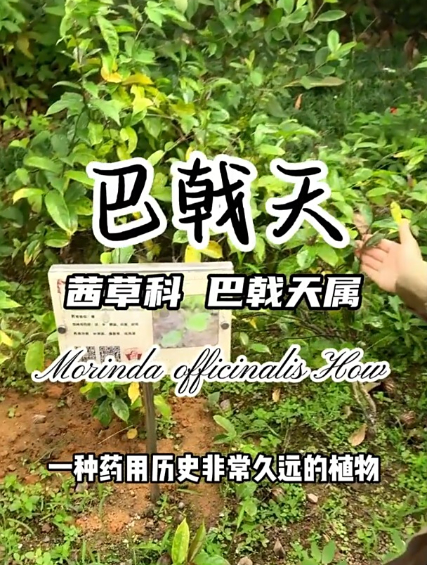 巴戟天和牛大力一起泡酒可是难得的宝贝哟