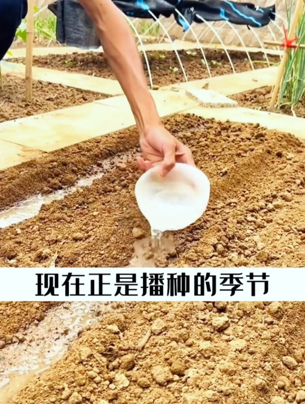 乌塌菜特别耐寒,长的像花一样漂亮,现在种南方当年吃,营养高!