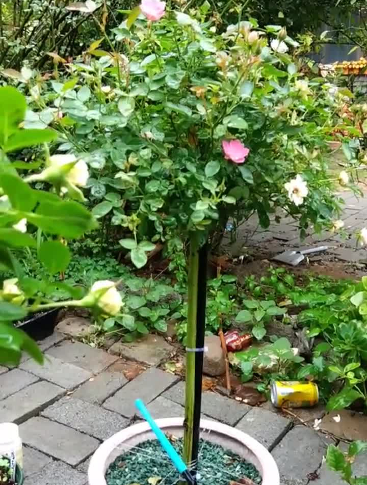 像莲花一样的月季,故称‘天荷’,仙气十足