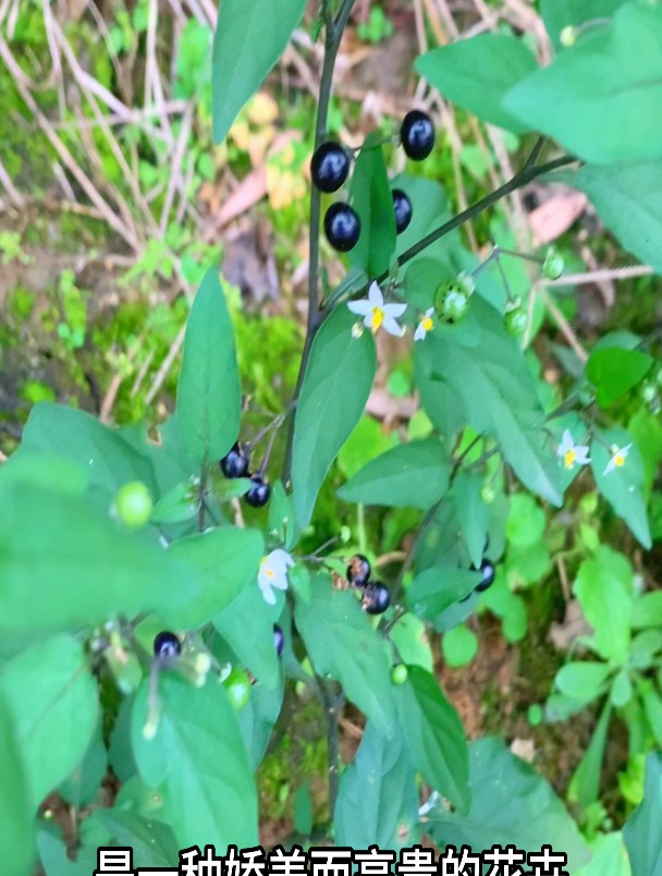 龙葵你们家乡有这种植物吗?当地叫什么名字?还知道有啥用处?