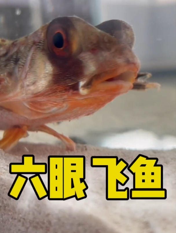 会走路的六眼飞鱼