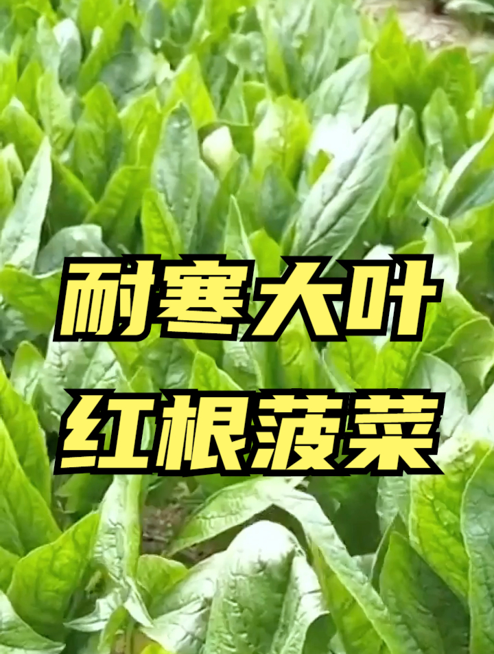 菠菜被誉为“蔬菜之王”,还分红根和白根?红根菠菜营养成分多!