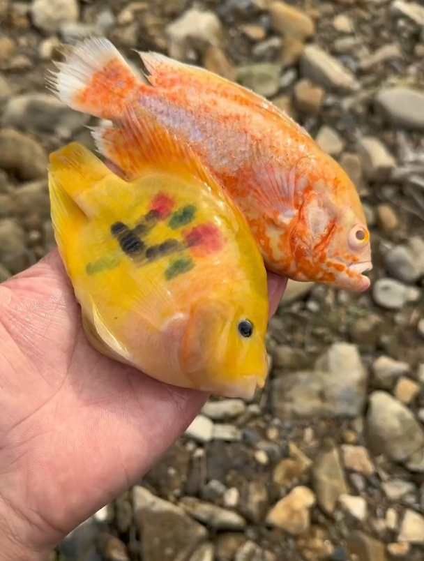 老妹居然要带我去抓纹身的鱼