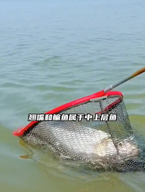 钓翘嘴鳊鱼,子线用长还是短?80%钓友都弄错!