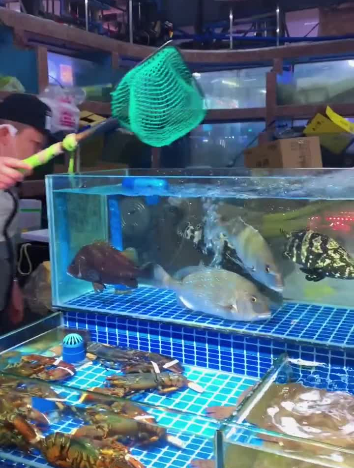 老虎石斑鱼石斑鱼鲨鱼der逼呵呵的王小怪阿桐梦热门