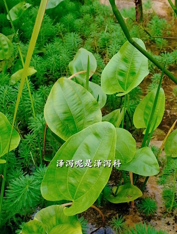 一种长得跟野慈姑很像的植物，有毒，却被大量种植