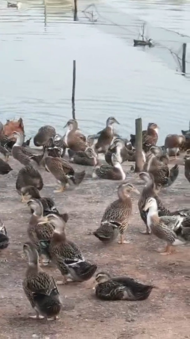 鸭霉菌如何治疗 治疗鸭子霉菌最好的药是什么 肉鸭得了霉菌怎么治疗