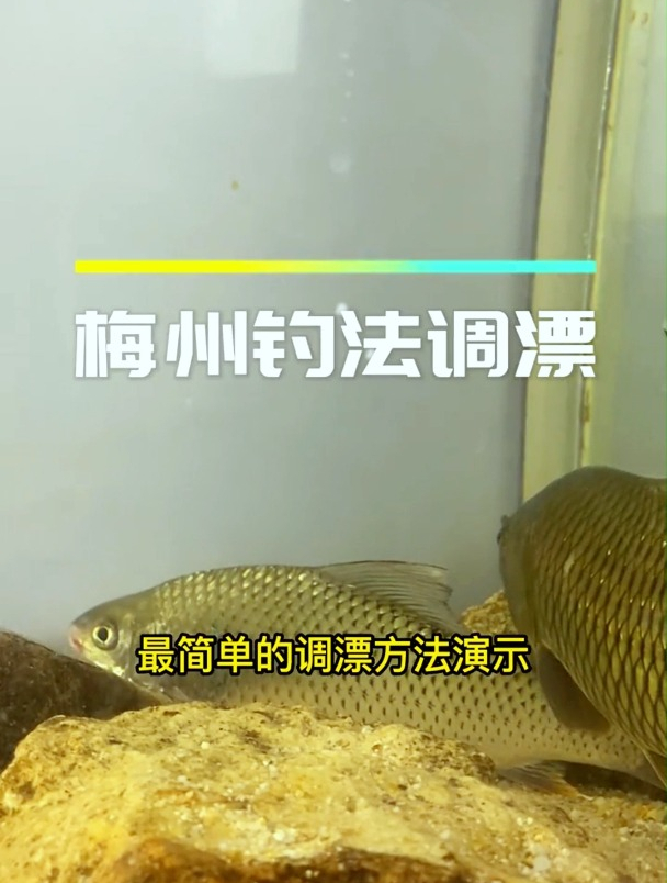 钓土鲮必学的梅州钓法,浮漂信号准确度达9成