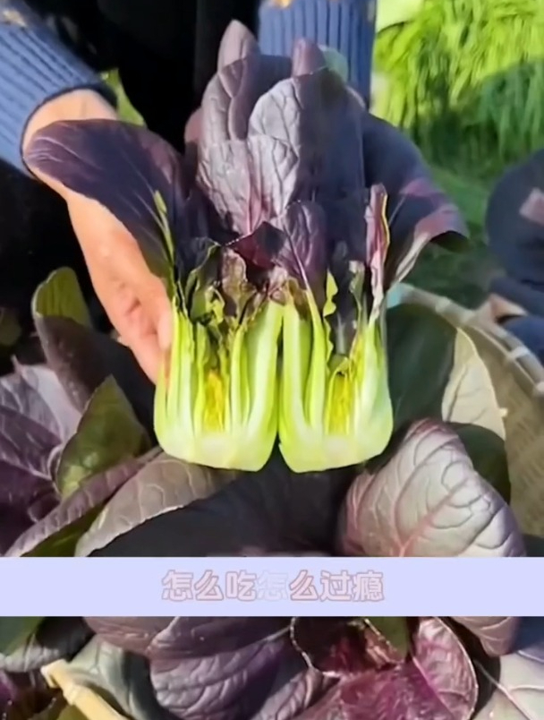 比花还好看的小油菜,越冷口感越好,关键是种在阳台还不招虫!