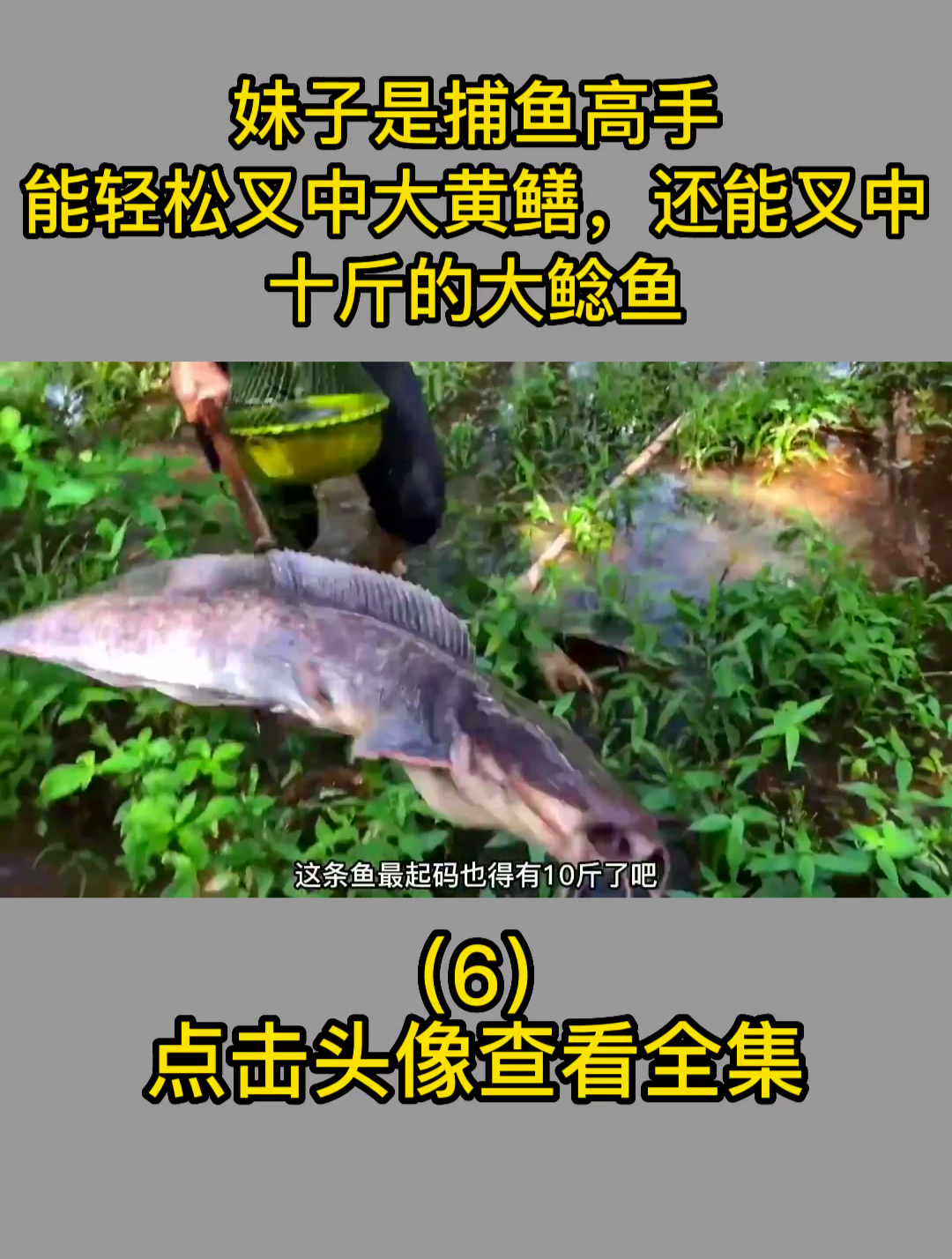 妹子是捕鱼高手,能轻松叉中大黄鳝,还能叉中十斤的大鲶鱼6