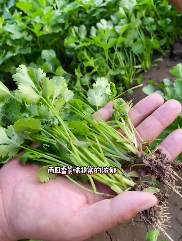香菜种植两部曲,你学会了吗?