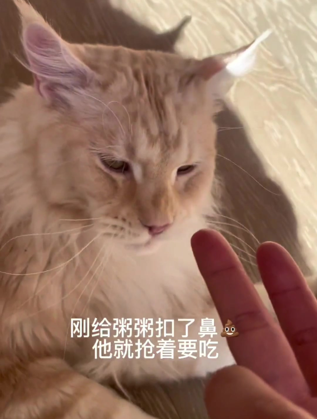 关于粥粥抢着吃鼻嘎不想被拍这件事