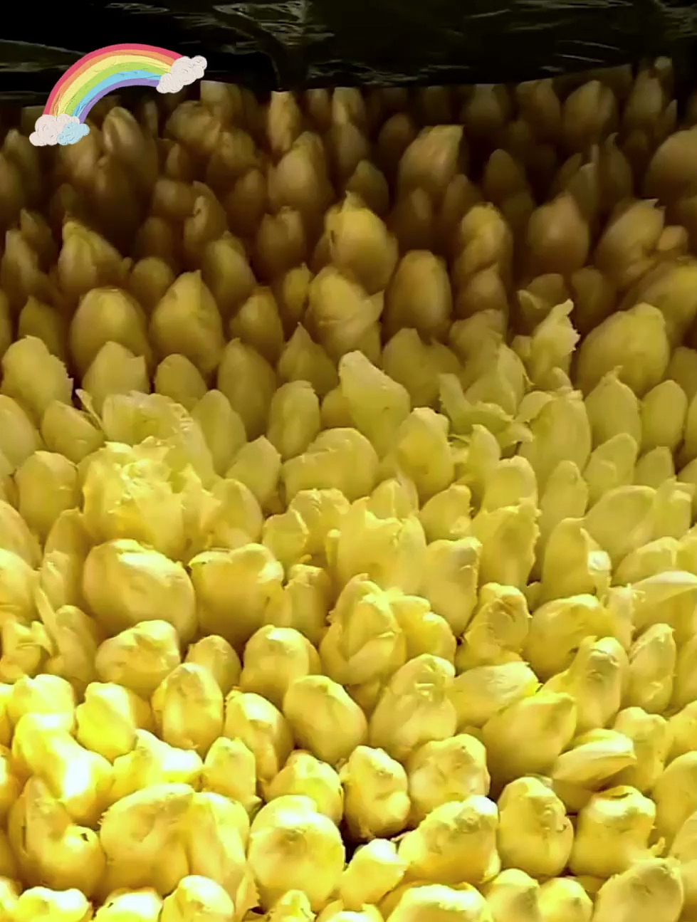 这菜长得像白菜心,根才是宝贝,营养赛牛肉,国内很少有人吃过!