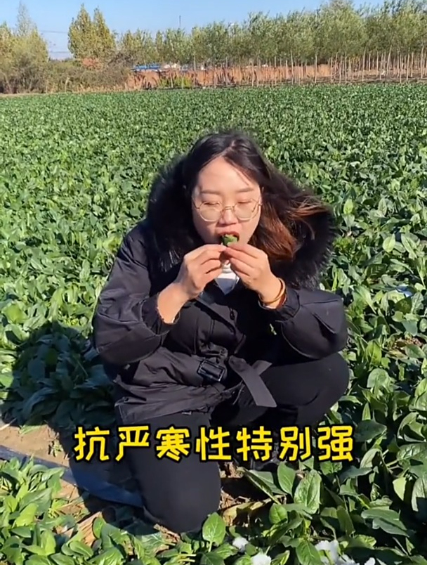 想要菠菜长得好,选对品种很重要,耐旱耐低温的更适合