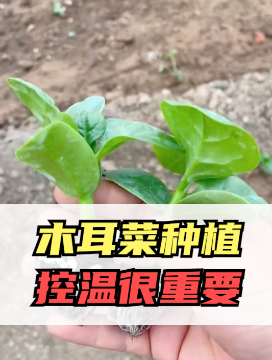 种木耳菜总是产量不高?生长期“温度”很重要,舒服才能蹭蹭的长