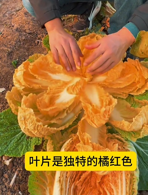 又一新品种“火凤凰”白菜,含VC极高,是一种贵族白菜!