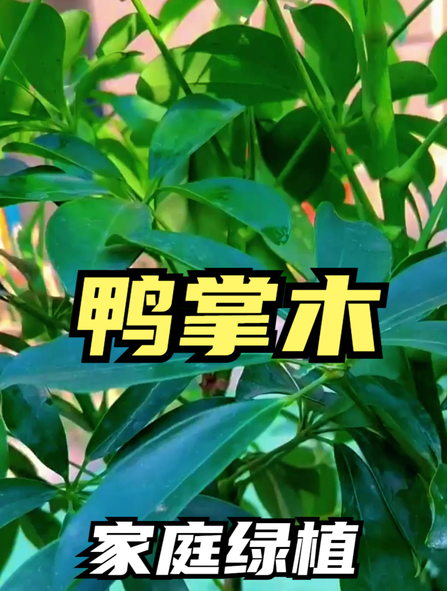 养护鸭掌木,掌握几个“关键”,不黄叶不落叶,叶片翠绿长势旺!