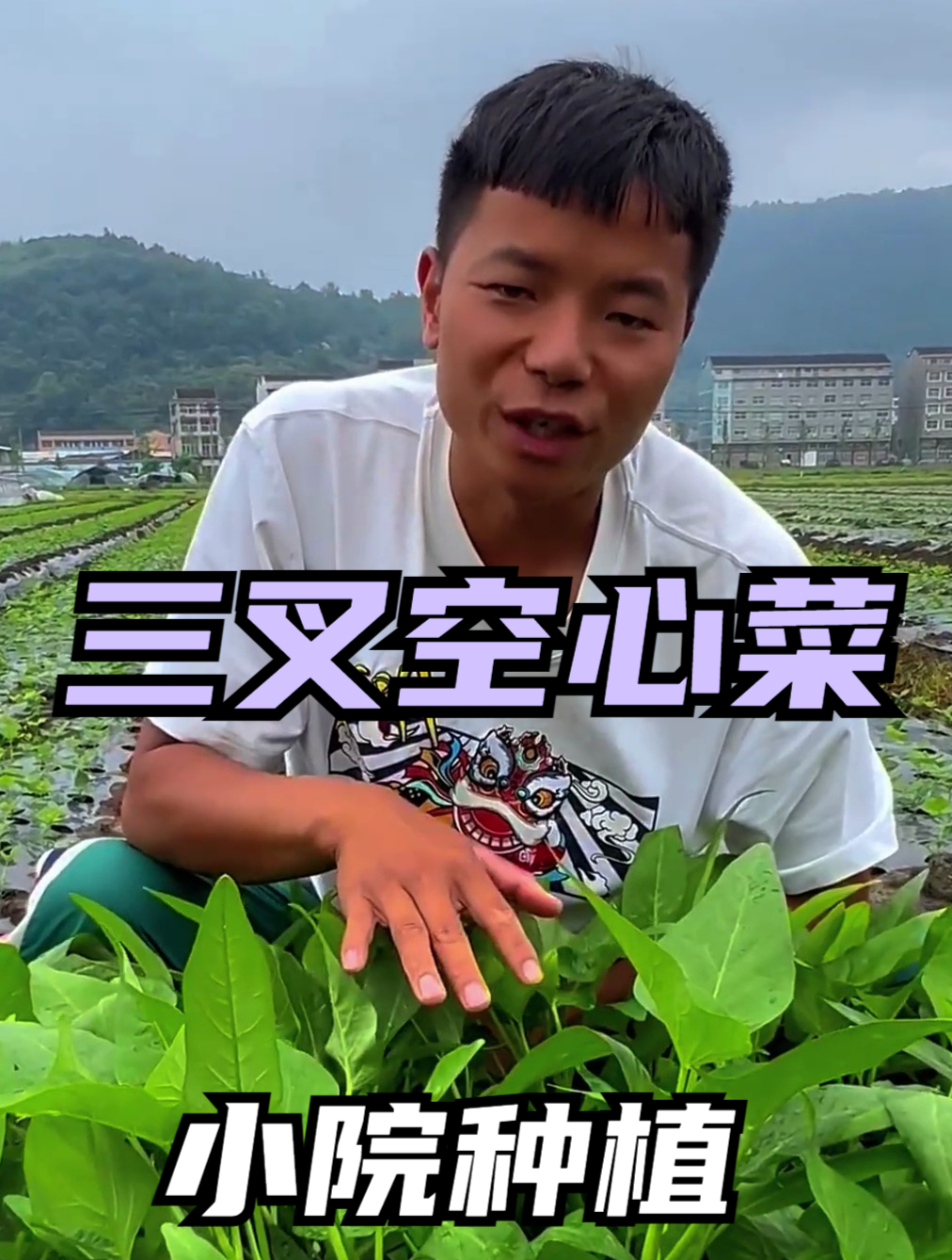 夏季就种这个三叉空心菜,茎秆脆嫩,种植简单,采收期长!