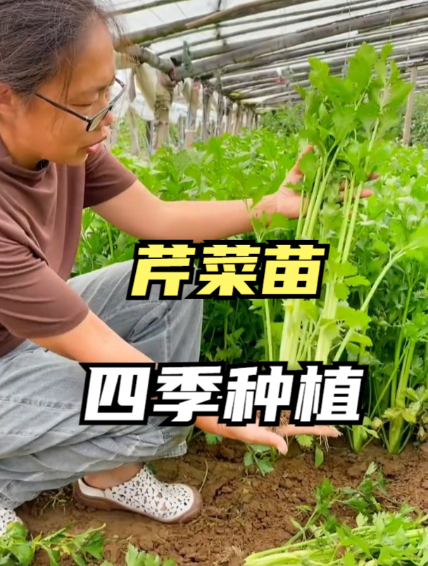 芹菜种植,必须从苗期管理开始!