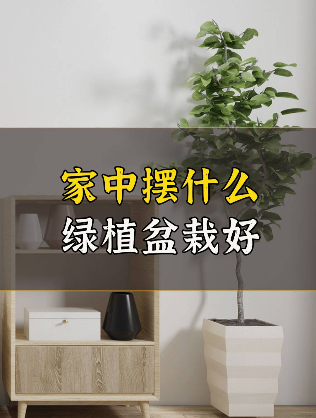 家中摆放什么绿植盆栽好?