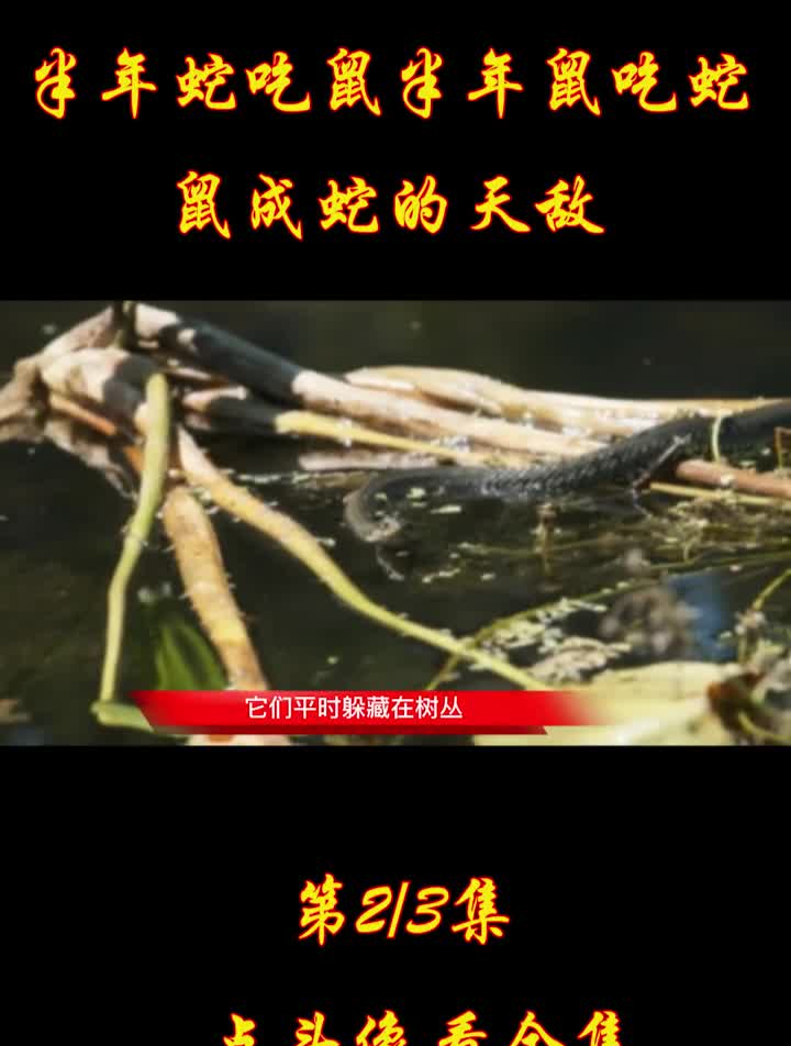 大连蛇岛爆发蛇鼠大战,半年蛇吃鼠半年鼠吃蛇,鼠成蛇的天敌