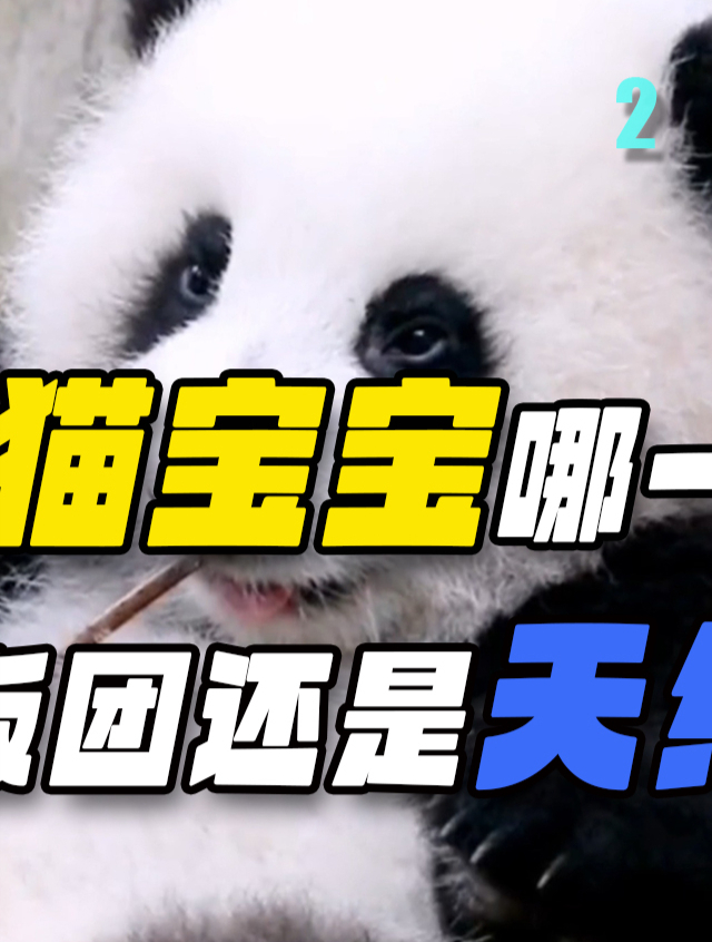 幼年时最可爱的3只大熊猫,花花酷似毛绒玩具,难怪成为熊界顶流