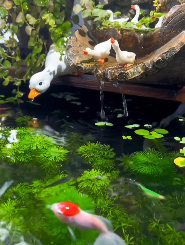 你在愁鱼缸的水会漫出来?有这个水循环就行!