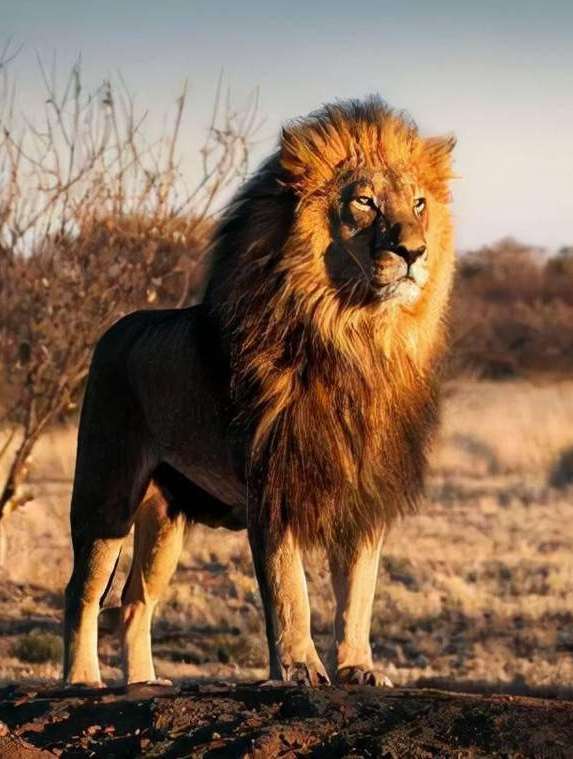 蜜蜂的天敌!蜂鹰单挑整个马蜂群,在数千只马蜂围攻下撕扯蜂巢4