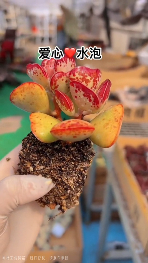 美美哒的爱心水泡~